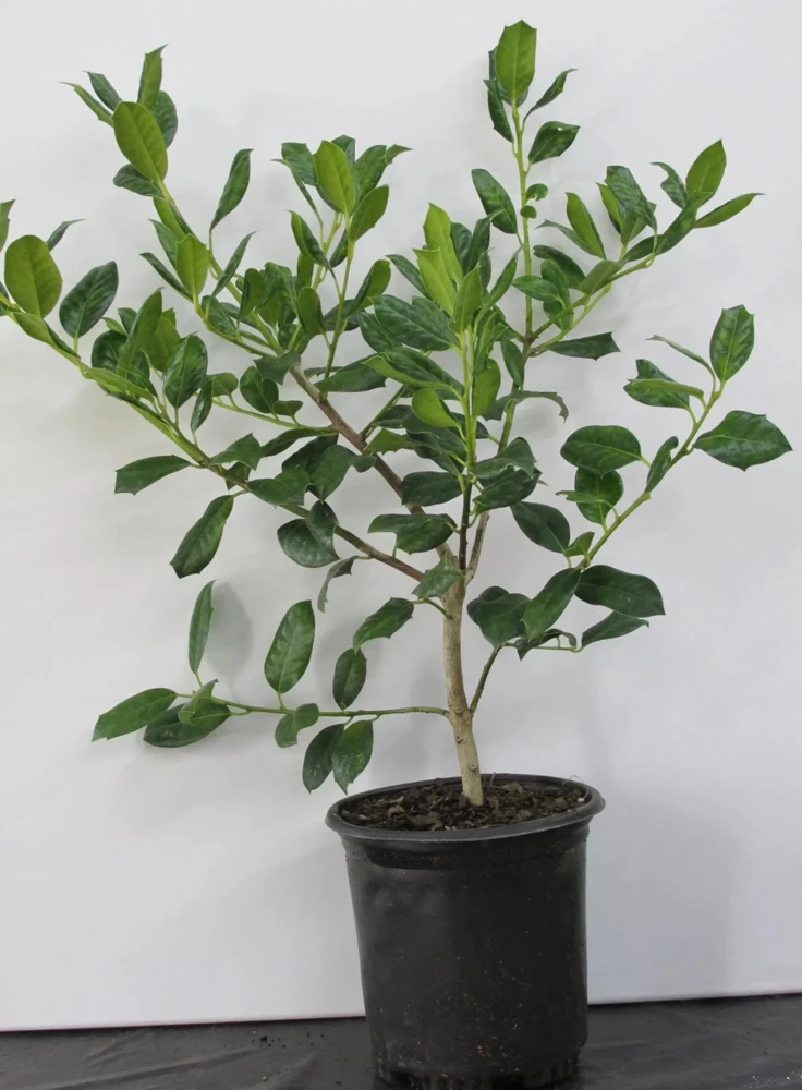 Nellie R. Stevens Holly Live Plant - Evergreen Shrub, 18-24" Tall, 1 Gallon, Outdoor - Image 3