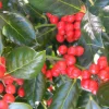 Nellie R. Stevens Holly Live Plant - Evergreen Shrub, 6-12" Tall, 3.5" Pot, Outdoor - Image 1