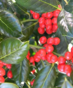 Nellie R. Stevens Holly Live Plant - Evergreen Shrub, 6-12" Tall, 3.5" Pot, Outdoor - Image 1