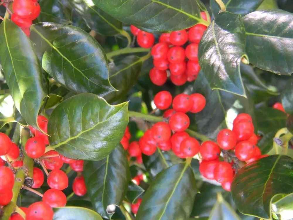 Nellie R. Stevens Holly Live Plant - Evergreen Shrub, 18-24" Tall, 1 Gallon, Outdoor - Image 1