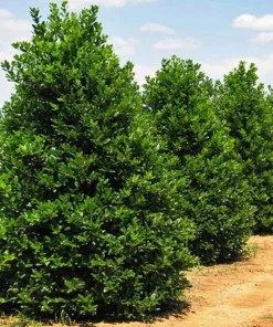 Nellie R. Stevens Holly Shrubs Live Plant 10 Pack 6-12