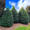 Nellie R. Stevens Holly Shrubs Live Plant 10 Pack 6-12" Tall in 3" Pots Outdoor - Image 1