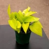 Neon Pothos Live Plant - Bright Chartreuse Indoor Houseplant in Pot - Image 1
