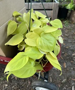 Neon Pothos Live Plant - Epipremnum aureum 'Neon' Indoor Houseplant - Image 2