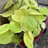 Neon Pothos Live Plant - Epipremnum aureum 'Neon' Indoor Houseplant - Image 1