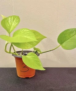 Neon Pothos Live Plant - Potted Houseplant, Vibrant Green Foliage - Image 2