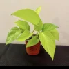 Neon Pothos Live Plant - Potted Houseplant, Vibrant Green Foliage - Image 1