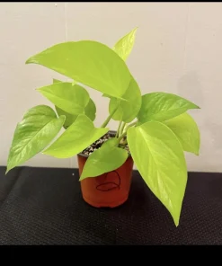 Neon Pothos Live Plant - Potted Houseplant, Vibrant Green Foliage - Image 1