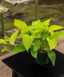 Neon Pothos Live Plant - Potted Indoor Houseplant, Easy Care - Image 2