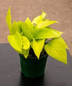 Neon Pothos Live Plant - Potted Indoor Houseplant, Easy Care - Image 1