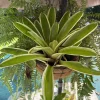 Neoregelia Bromeliad Live Plant – Colorful Tropical Indoor Houseplant - Image 1