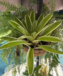 Neoregelia Bromeliad Live Plant - Tropical Indoor Houseplant - Image 1
