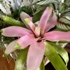 Neoregelia 'Cotton Candy' Bromeliad Live Plant - Tropical Pink Houseplant - Image 1