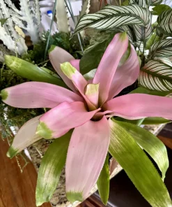 Neoregelia 'Cotton Candy' Bromeliad Live Plant - Tropical Pink Houseplant - Image 1