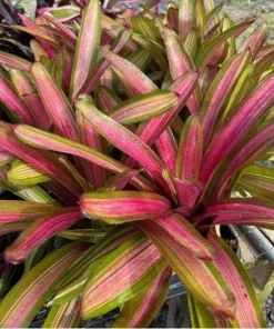 Neoregelia Martin Bromeliad Live Plant – Pink Foliage – 12-16" Across – Sun/Shade - Image 2