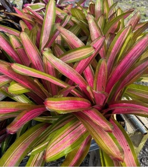 Neoregelia Martin Bromeliad Live Plant – Pink Foliage – 12-16" Across – Sun/Shade - Image 2
