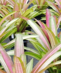 Neoregelia Martin Bromeliad Live Plant – Pink Foliage – 12-16