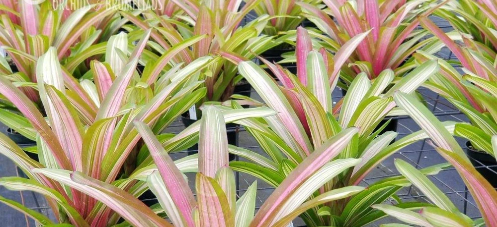 Neoregelia Martin Bromeliad Live Plant – Pink Foliage – 12-16" Across – Sun/Shade - Image 3