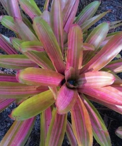 Neoregelia Martin Bromeliad Live Plant – Pink Foliage – 12-16" Across – Sun/Shade - Image 1