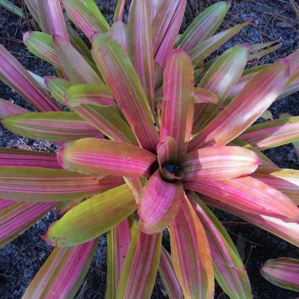 Neoregelia Martin Bromeliad Live Plant – Pink Foliage – 12-16" Across – Sun/Shade - Image 1