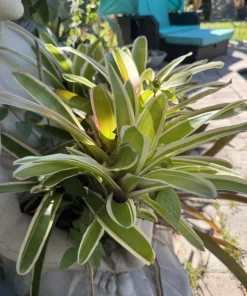 Neoregelia 'Ying' Bromeliad Live Plant - Colorful Tropical Houseplant - Image 2