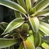 Neoregelia 'Ying' Bromeliad Live Plant - Colorful Tropical Houseplant - Image 1