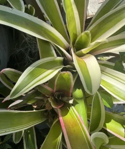 Neoregelia 'Ying' Bromeliad Live Plant - Colorful Tropical Houseplant - Image 1
