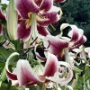 Nepal Lily Seeds - 5 Pack Lilium Nepalense, Fragrant Green & Maroon Flowers - Image 1
