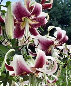 Nepal Lily Seeds - 5 Pack Lilium Nepalense, Fragrant Green & Maroon Flowers - Image 1