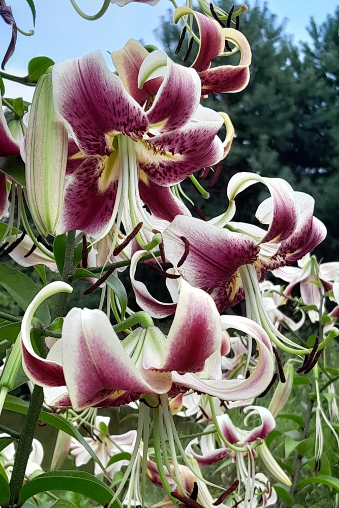 Nepal Lily Seeds - 5 Pack Lilium Nepalense, Fragrant Green & Maroon Flowers - Image 1