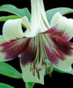 Nepal Lily Seeds - 5 Pack Lilium Nepalense, Fragrant Green & Maroon Flowers - Image 2