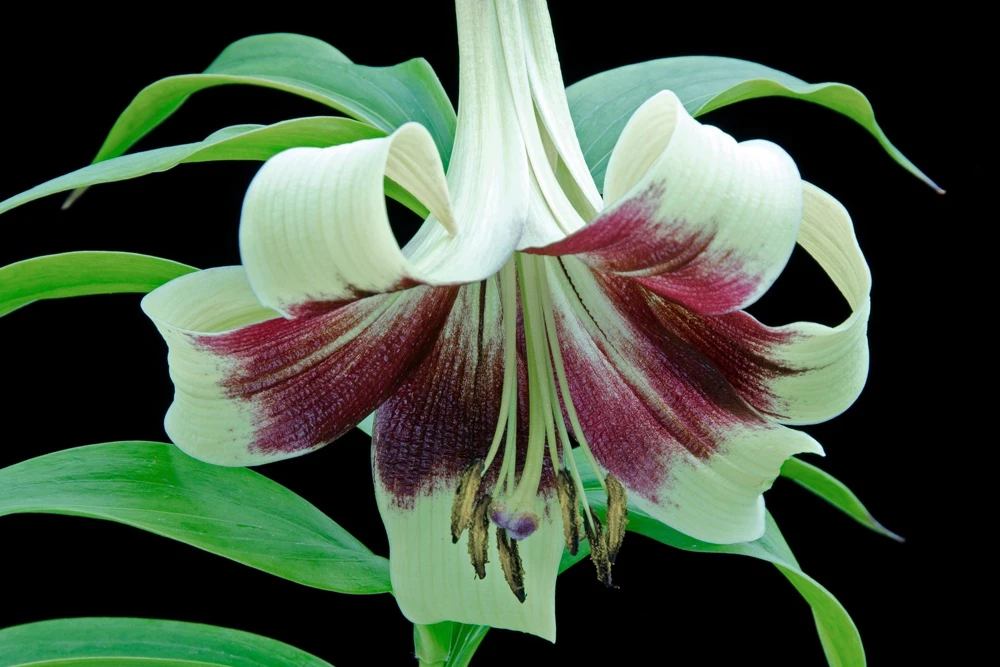 Nepal Lily Seeds - 5 Pack Lilium Nepalense, Fragrant Green & Maroon Flowers - Image 2