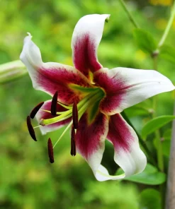 Nepal Lily Seeds - 5 Pack Lilium Nepalense, Fragrant Green & Maroon Flowers - Image 3