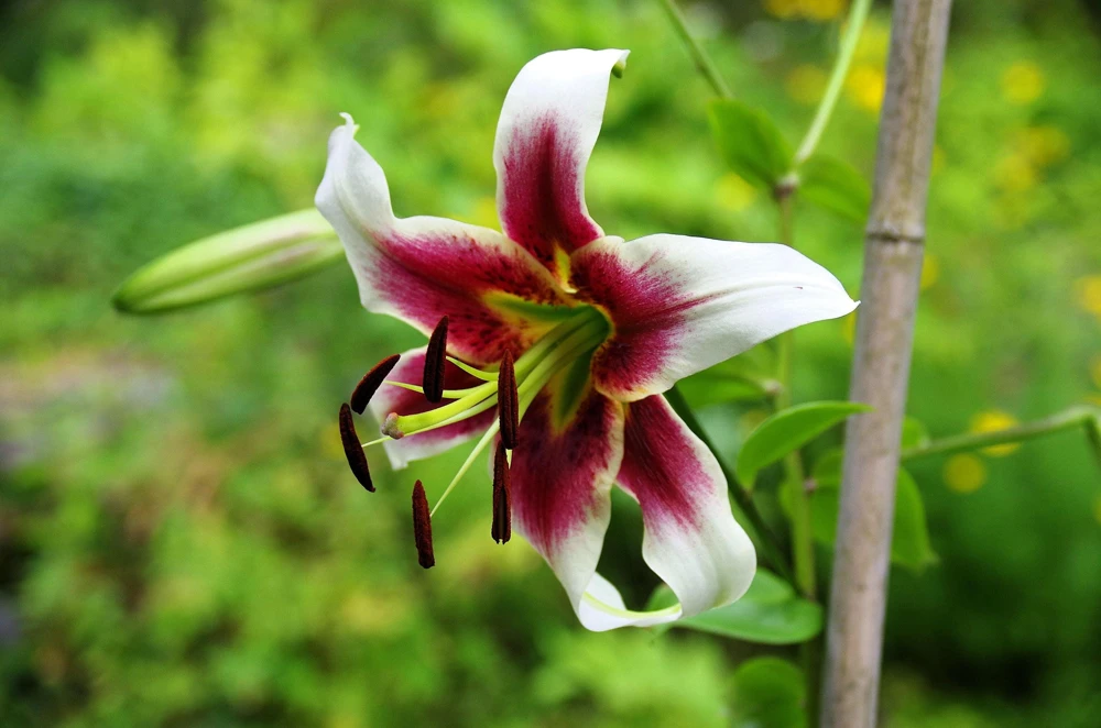 Nepal Lily Seeds - 5 Pack Lilium Nepalense, Fragrant Green & Maroon Flowers - Image 3