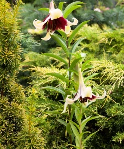 Nepal Lily Seeds - 5 Pack Lilium Nepalense, Fragrant Green & Maroon Flowers - Image 4