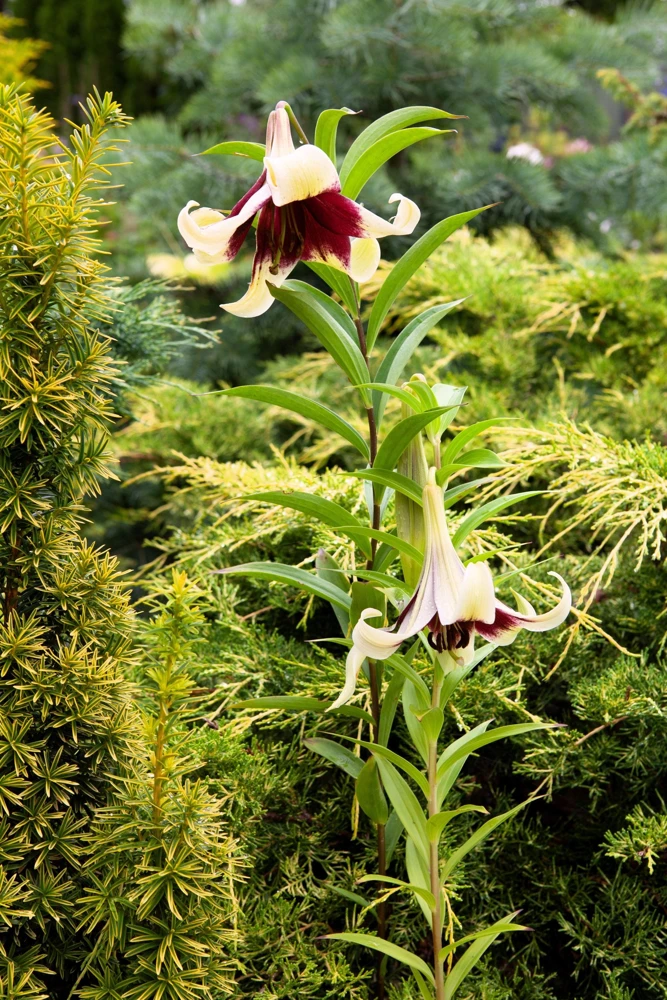 Nepal Lily Seeds - 5 Pack Lilium Nepalense, Fragrant Green & Maroon Flowers - Image 4