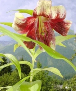 Nepal Lily Seeds - 5 Pack Lilium Nepalense, Fragrant Green & Maroon Flowers - Image 5