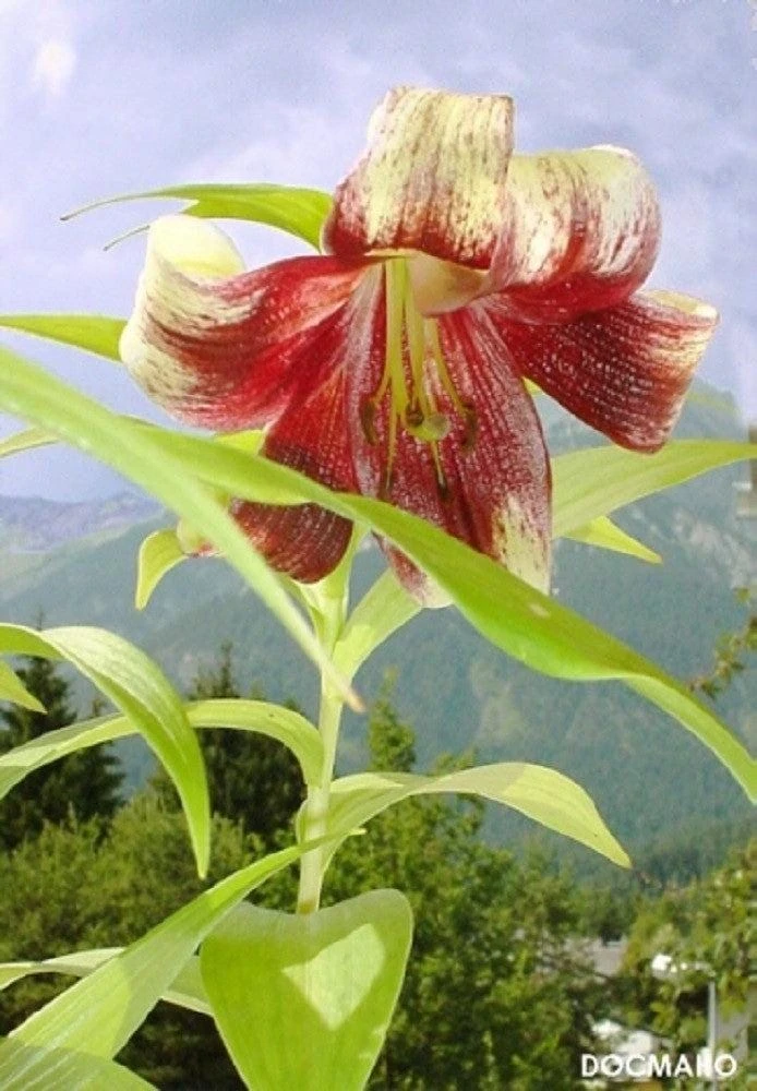 Nepal Lily Seeds - 5 Pack Lilium Nepalense, Fragrant Green & Maroon Flowers - Image 5