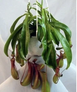 Nepenthes Carnivorous Pitcher Plant Live - Tropical Insect Eating Houseplant - Image 2