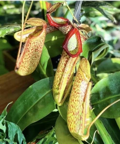 Nepenthes Carnivorous Pitcher Plant Live - Tropical Insect Eating Houseplant - Image 1