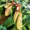 Nepenthes Pitcher Plant – Live Carnivorous Plant – Exotic Houseplant - Image 1