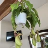 Nepenthes Pitcher Plant Live - Carnivorous Tropical Houseplant with Hanging Basket - Image 1
