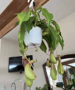 Nepenthes Pitcher Plant Live - Carnivorous Tropical Houseplant with Hanging Basket - Image 2