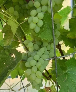 Neptune Seedless Grape Vine Plant - 1-2 Year Old Live Plant - Outdoor - Image 2