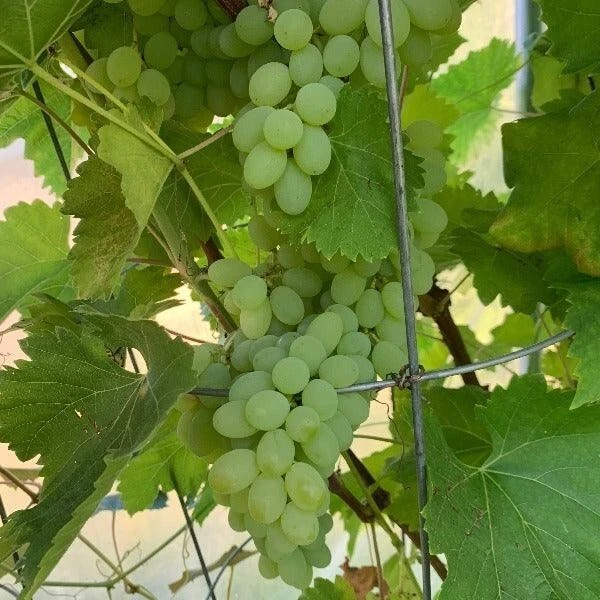 Neptune Seedless Grape Vine Plant - 1-2 Year Old Live Plant - Outdoor - Image 2