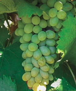 Neptune Seedless Grape Vine Plant - 1-2 Year Old Live Plant - Outdoor - Image 1
