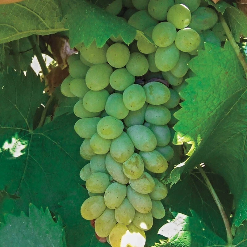 Neptune Seedless Grape Vine Plant - 1-2 Year Old Live Plant - Outdoor - Image 1