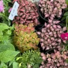 Nerve Plant Live - Fittonia albivenis Colorful Indoor Houseplant - Image 1
