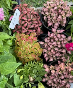 Nerve Plant Live - Fittonia albivenis Colorful Indoor Houseplant - Image 1