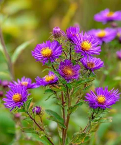 New England Aster Seeds – 300 Count – Vibrant Purple Blooms for Pollinators - Image 2